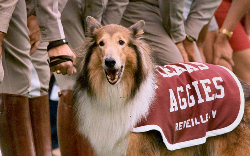 A dog wearing an Aggies covering
